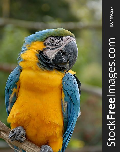 A colorful blue and yellow macaw parrot sitting on a branch. A colorful blue and yellow macaw parrot sitting on a branch.