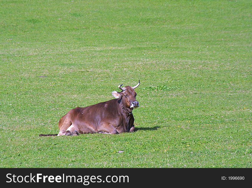 Nice Big old brown cow. Nice Big old brown cow