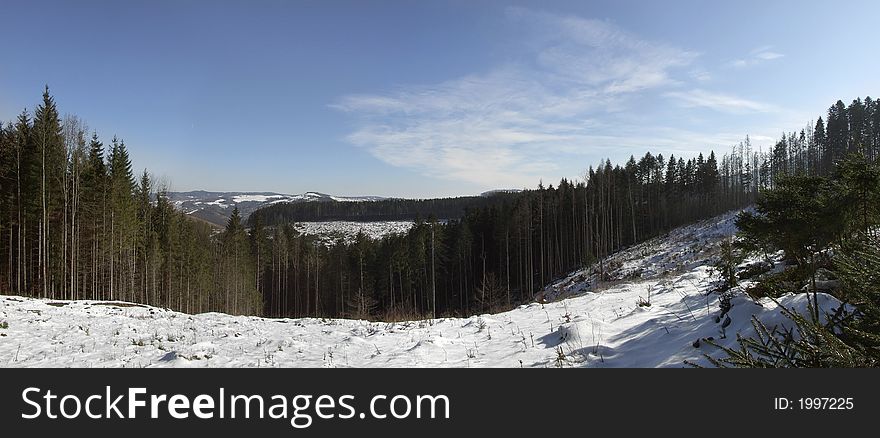 Panoramic picture of forest landscape in winter. Panoramic picture of forest landscape in winter