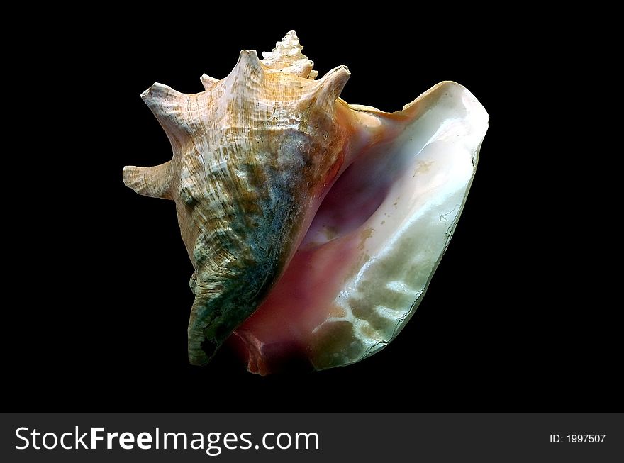 Closeup of a large conch shell