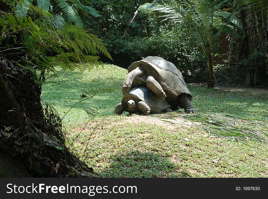 Giant tortoise mating under the sun