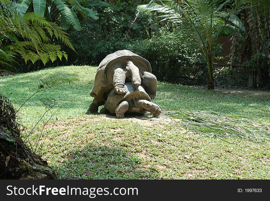 Giant tortoise mating under the sun. Giant tortoise mating under the sun