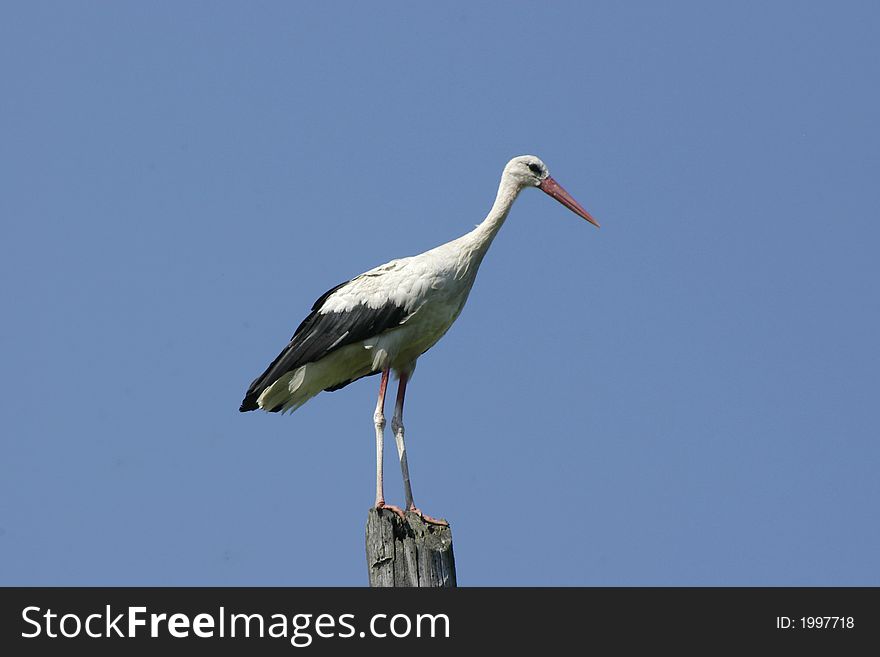 Lonely stork on a background of the blue sky