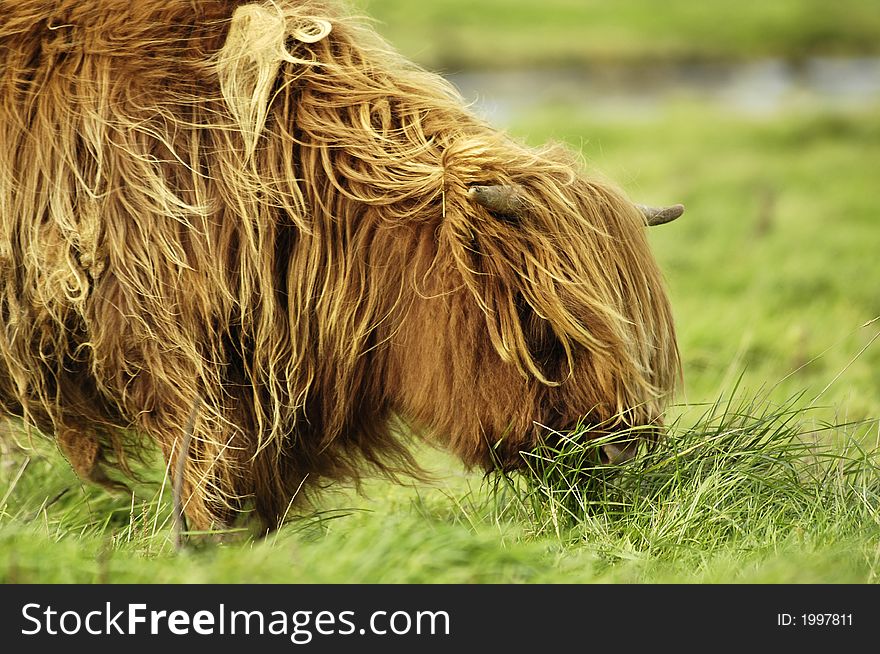 A grazing hairy galloway cattle on Langeoog Island (Germany). A green meadow fills the right side and the background. A grazing hairy galloway cattle on Langeoog Island (Germany). A green meadow fills the right side and the background.