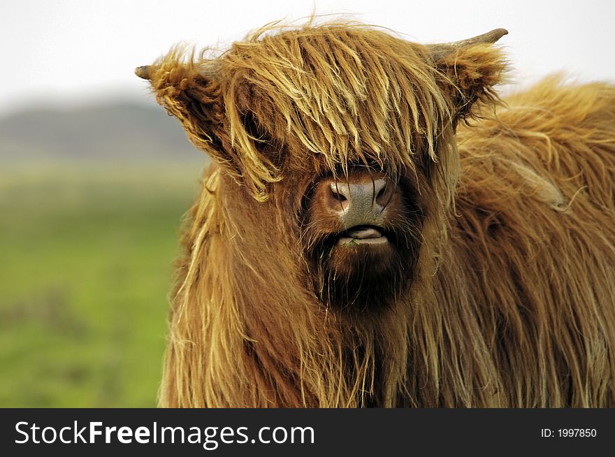 The focus of the picture is on the hairy head of a Galloway cattle on Langeoog Island (Germany) which is chewing on some grass. A blurred green meadow and dunes are visible on the left side in the background.