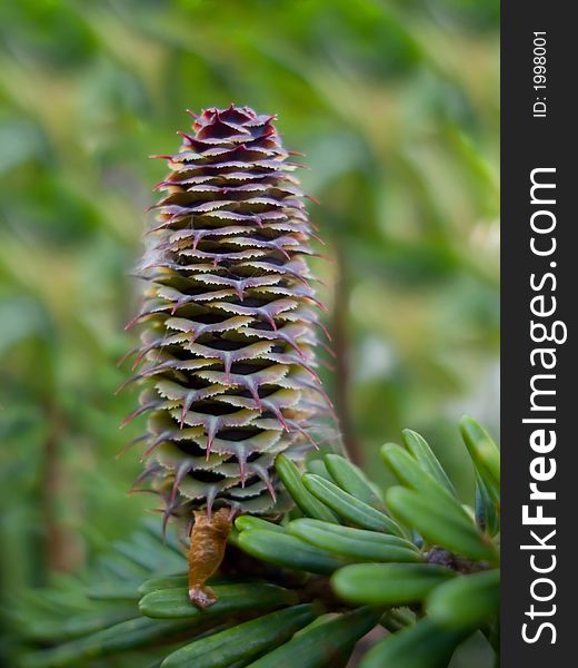 Colourful cone macro green plant