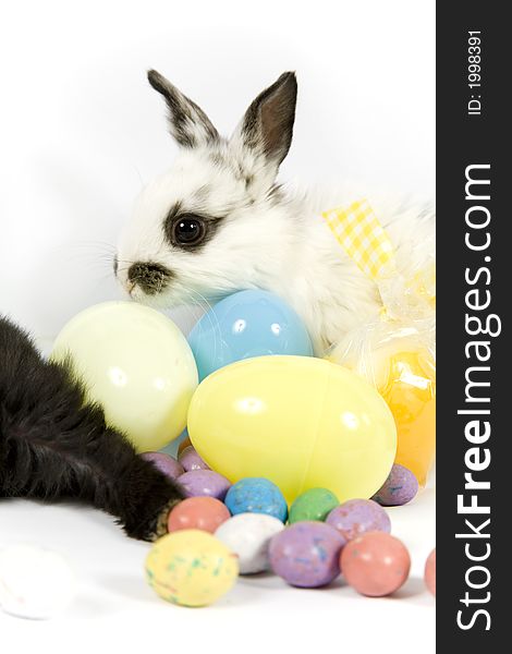 Adorable baby bunny rabbits with easter props. Adorable baby bunny rabbits with easter props