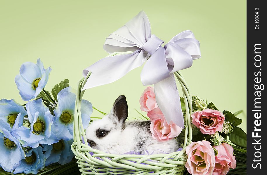 Adorable baby bunny rabbits with easter props. Adorable baby bunny rabbits with easter props