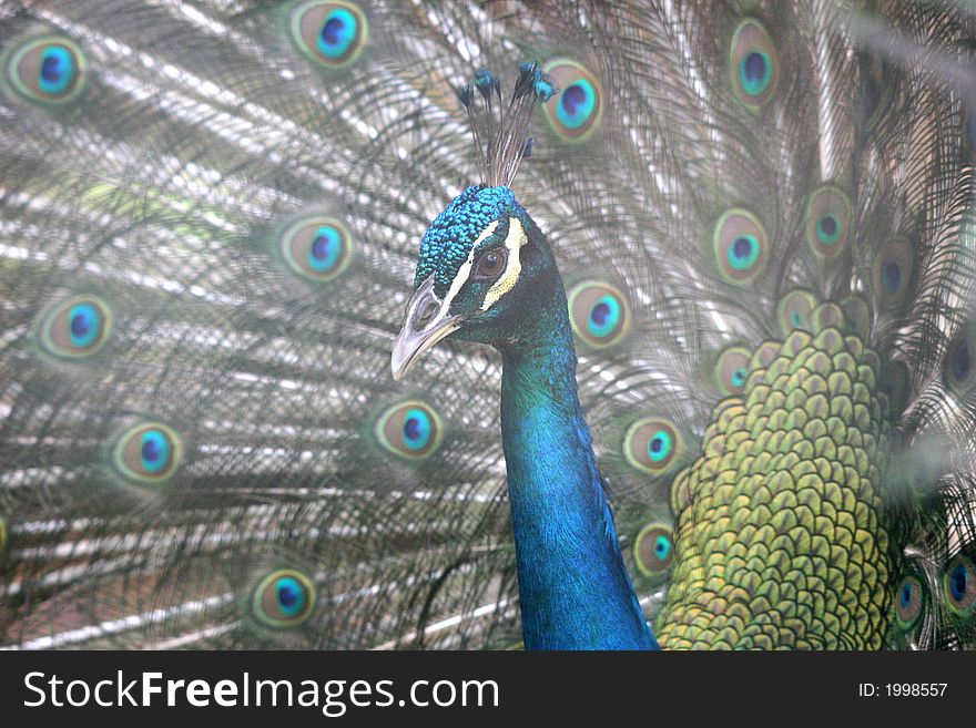 A peacock showing off it's beauty