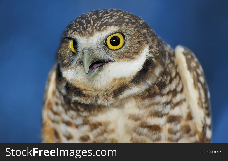 Burrowing Owl (portrait)
