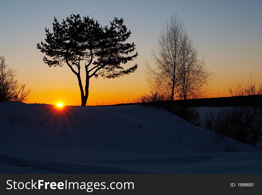 Tree's silhouette at winter sunset