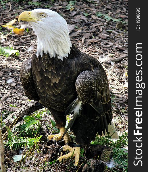 This is a bald eagle, the southern species, They are protected and have done really well here n the south. This is a bald eagle, the southern species, They are protected and have done really well here n the south
