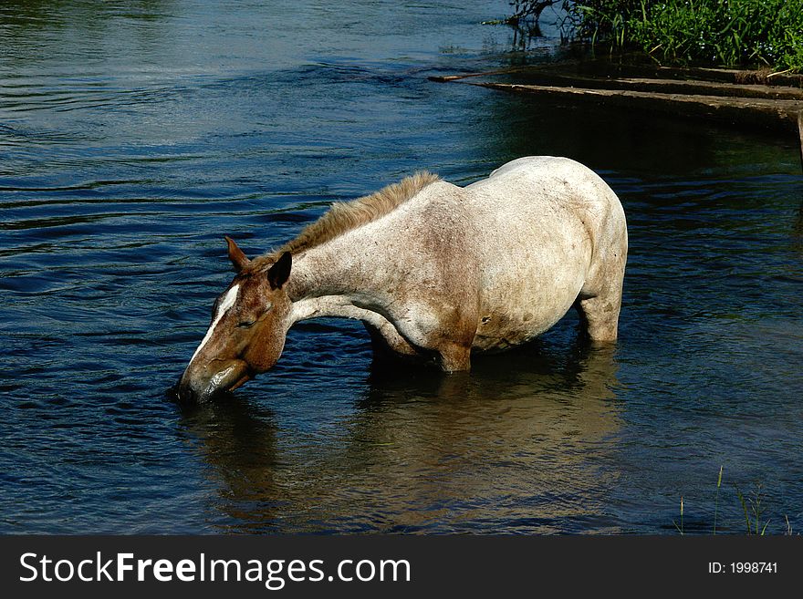 Beautiful horse on a watering place knee-deep in water. Beautiful horse on a watering place knee-deep in water