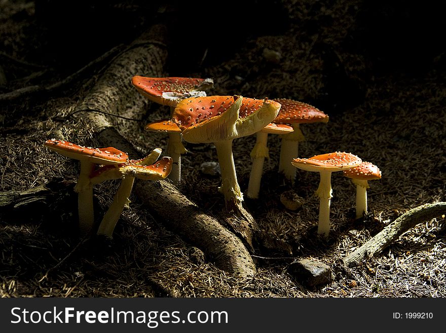 The red dotted toadstools growing in forest. The red dotted toadstools growing in forest
