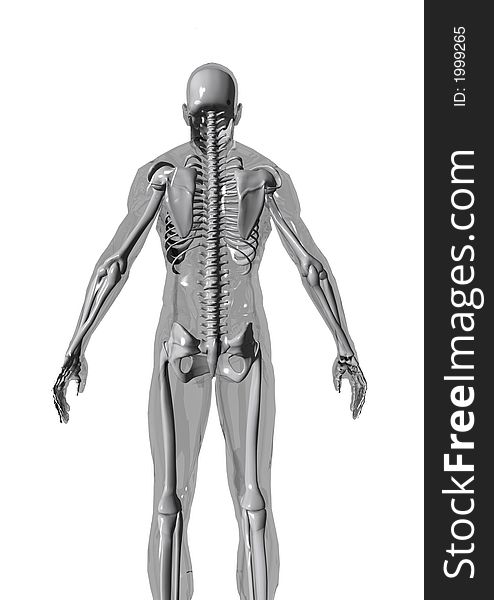 Anatomically correct 3D model of human body isolated on white background. Anatomically correct 3D model of human body isolated on white background.