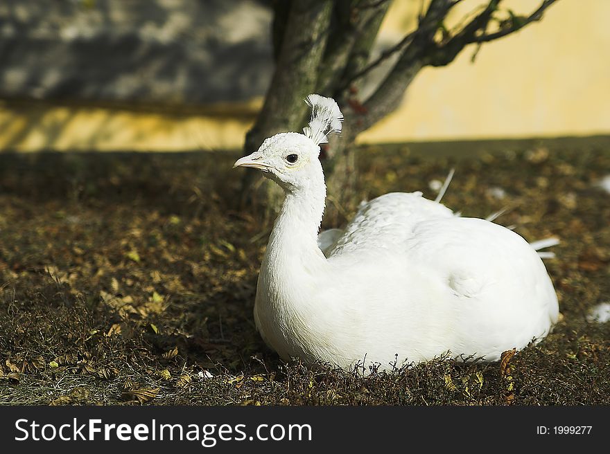 The white peacock female sitting in the shade