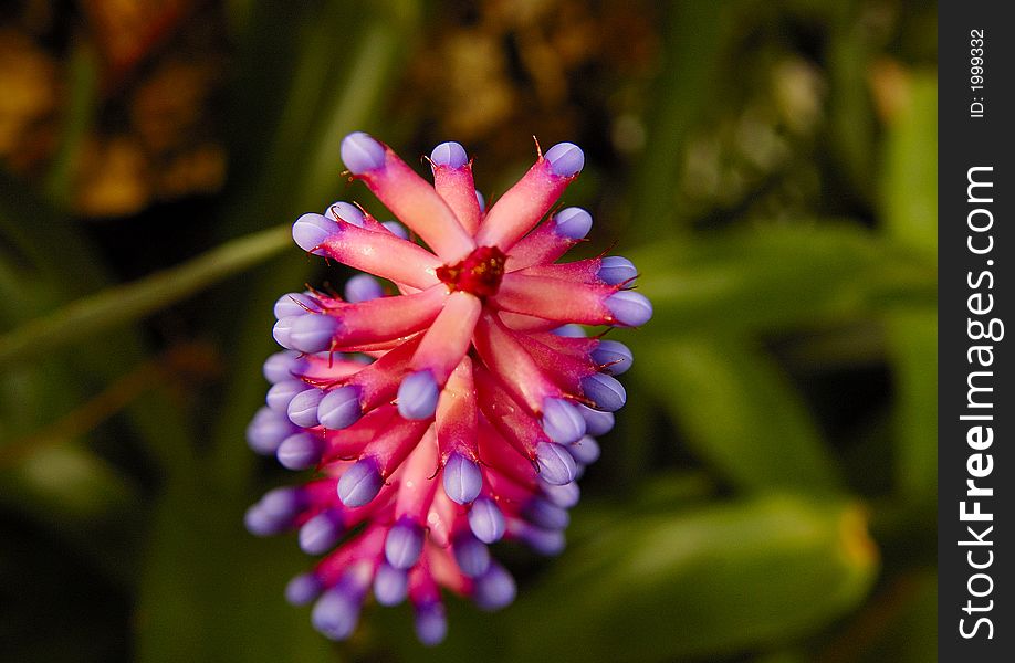 Blue and red flower (succulent) with green leaves