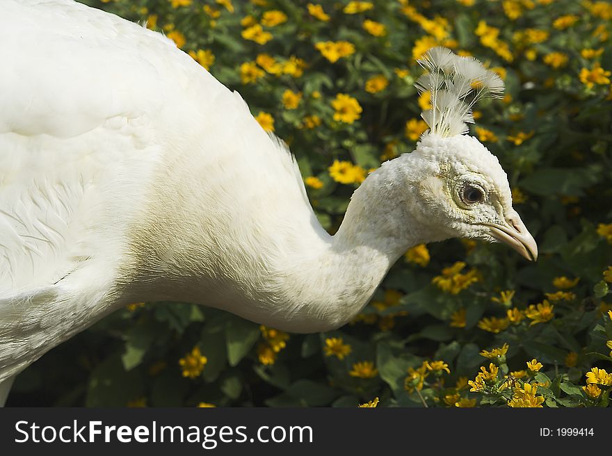 The white peacock female with yellow flowers in background