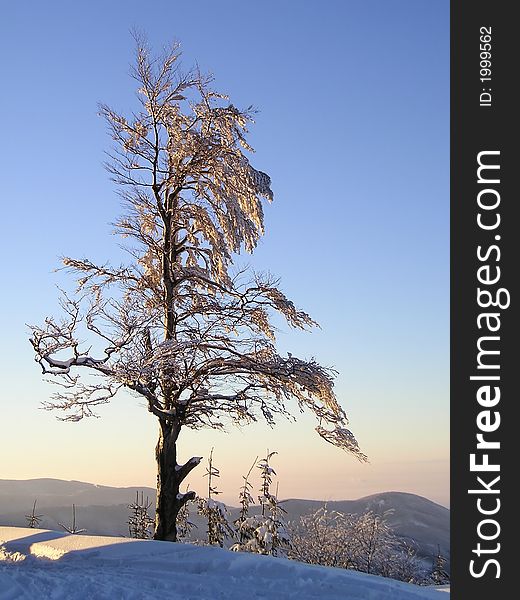 A tree on the top of a mountain in the winter