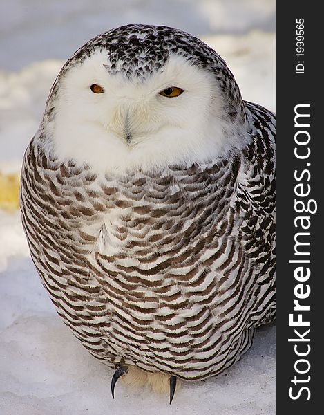 Snowy Owl (female)