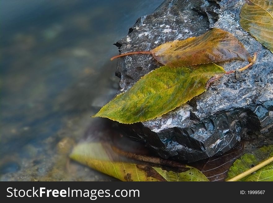 2 leaves on the stone beside water.