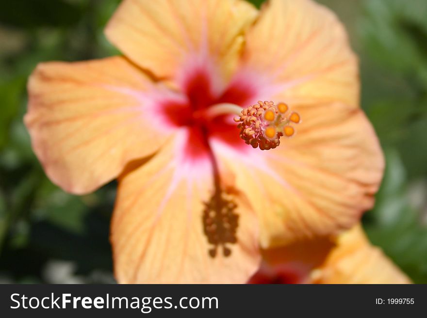 Hibiscus flowers soaking up the sun.