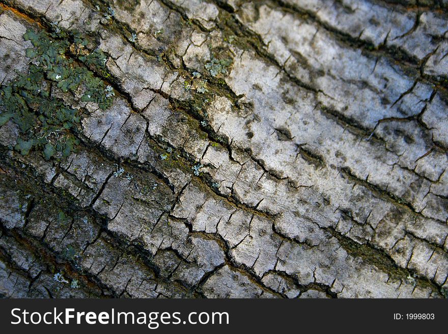 Oak tree bark with moss. Oak tree bark with moss