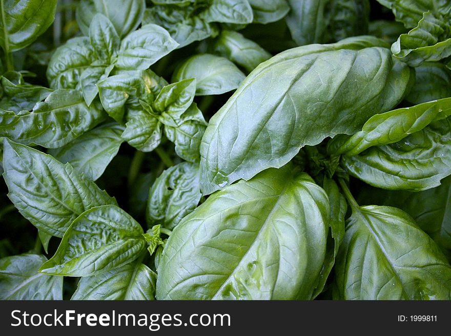 Basil leaves awaiting a great meal!