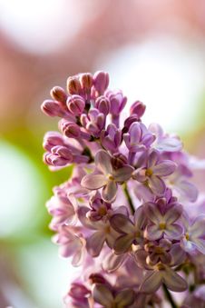 Bunch Of Violet Fragrant Pink Lilac Royalty Free Stock Photos Bunch Of Violet Fragrant Pink Lilac Royalty Free Stock Photos