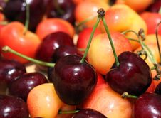 Red And White Cherries. Royalty Free Stock Images
