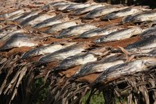 Fish Drying In The Sun Royalty Free Stock Photo Fish Drying In The Sun Royalty Free Stock Photo