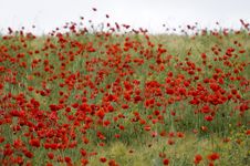 Poppy Field Stock Image Poppy Field Stock Image