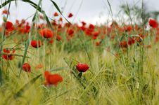 Poppy Field Royalty Free Stock Images Poppy Field Royalty Free Stock Images