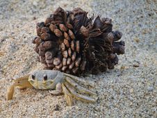 Sand Crab And Pine Cone Stock Photography