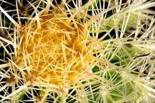 Cactus Close Up Royalty Free Stock Images