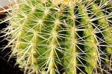 Cactus Close Up Stock Photography