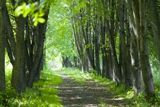 Basswood Alley Or Park Stock Photography Basswood Alley Or Park Stock Photography