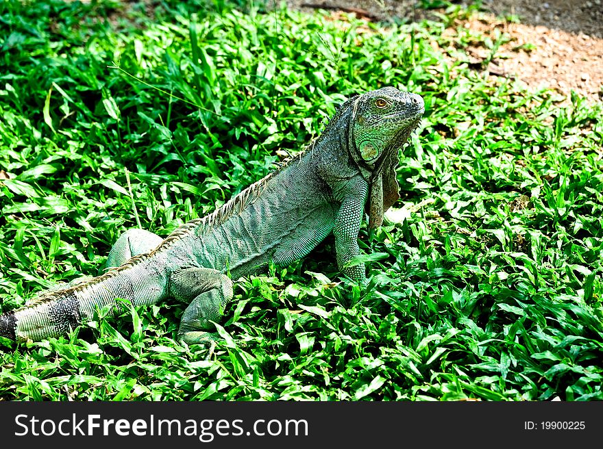 Green iguana on a sunny day in Thailand