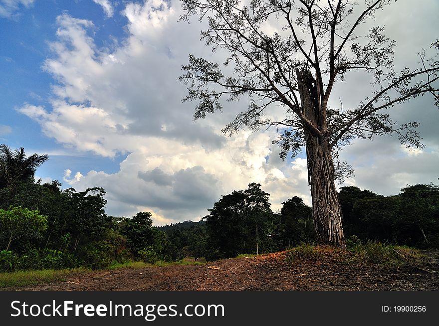 A large tree located in the interior of Borneo rainforest. A large tree located in the interior of Borneo rainforest