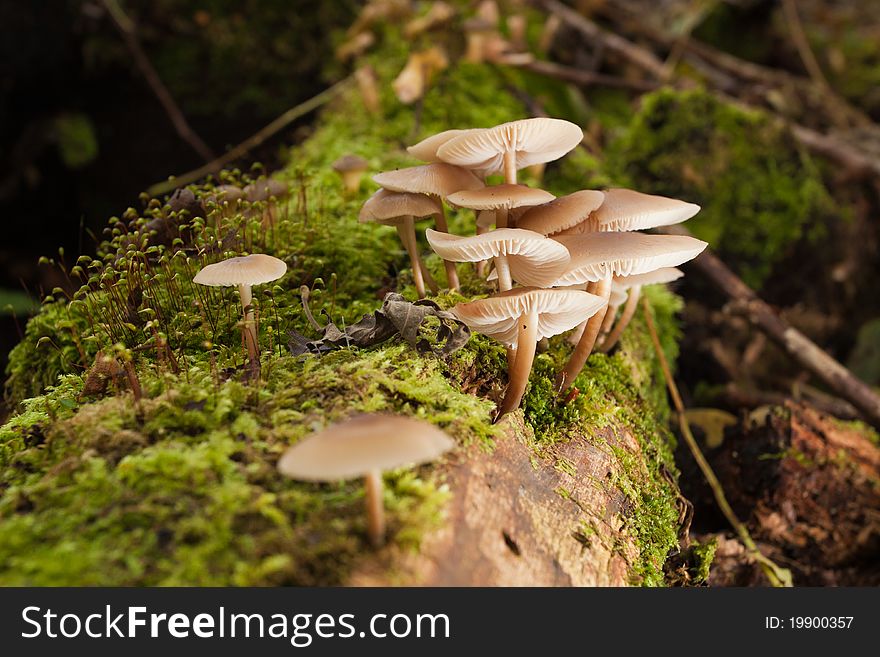 Mushrooms In Green Forest