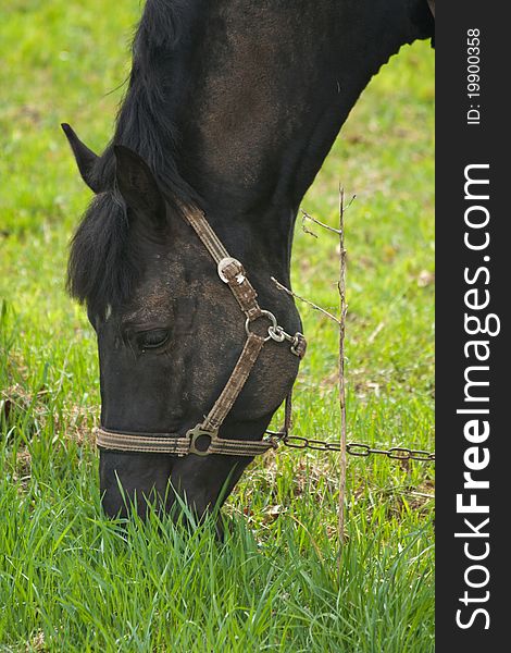 Horse eating grass in the green nature