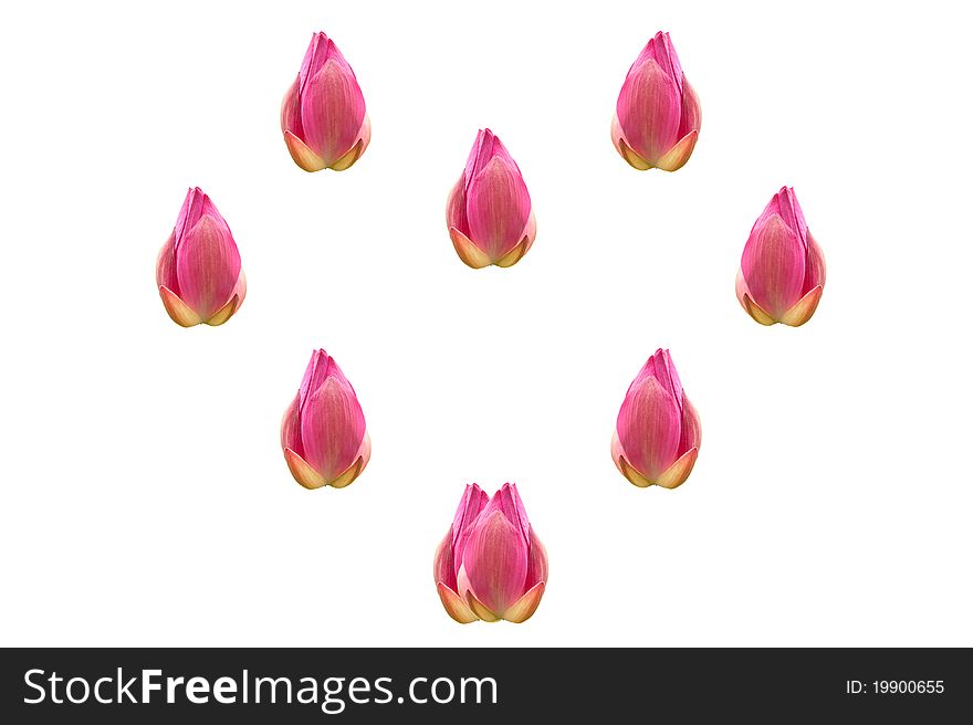 Group Of Lotus In A Heart Shape