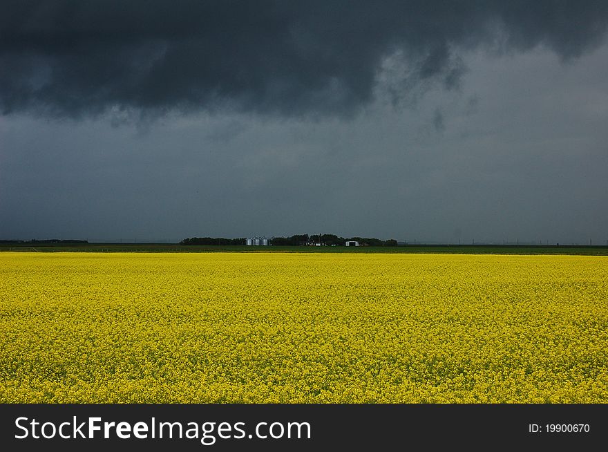 Dark clouds threathen over a field in bloom. Dark clouds threathen over a field in bloom