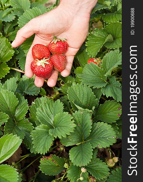 A Hand Full of Freshly Picked Strawberrys. A Hand Full of Freshly Picked Strawberrys