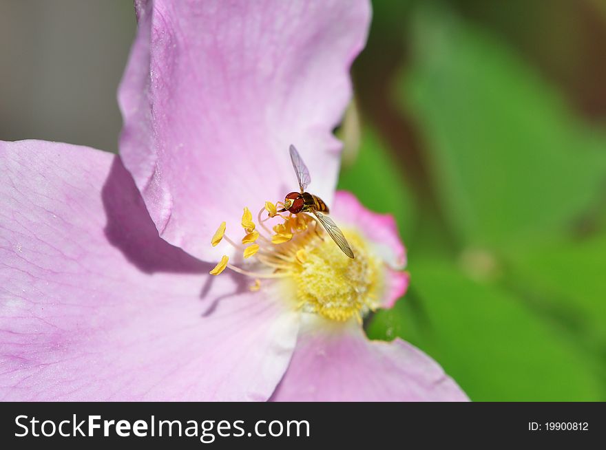 A single tiny bee gathering nectar from a pink rose in the sunlight. A single tiny bee gathering nectar from a pink rose in the sunlight