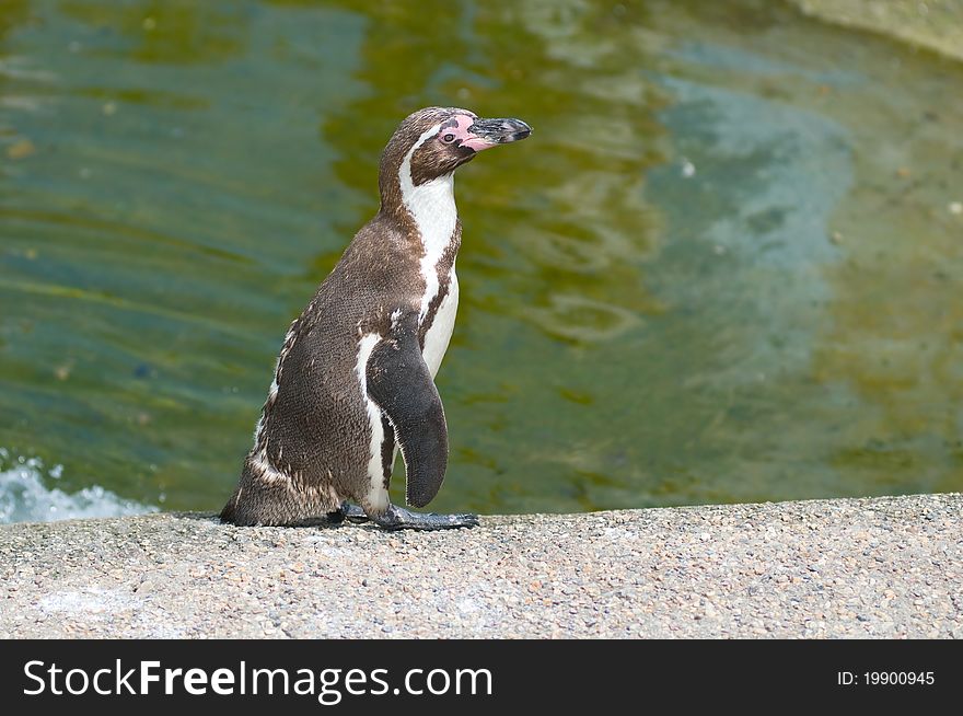 Penguin stands on the edge of the reservoir against the backdrop of green water. Penguin stands on the edge of the reservoir against the backdrop of green water