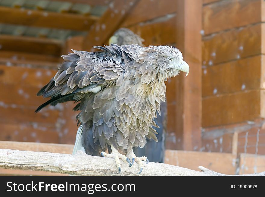 White-tailed Eagle (Haliaeetus Albicilla)