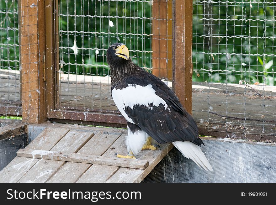 Steller S Sea Eagle (Haliaeetus Pelagicus)