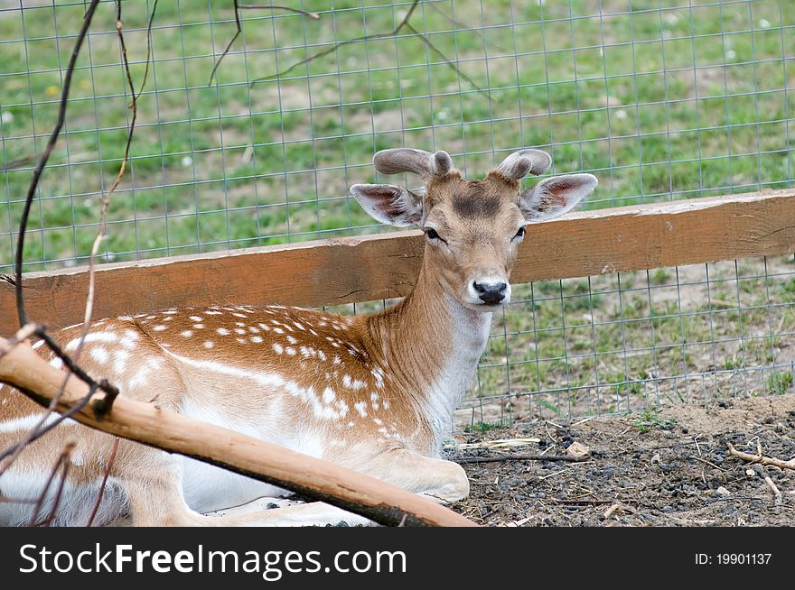 Beautiful and noble animal is resting in the shade. Beautiful and noble animal is resting in the shade