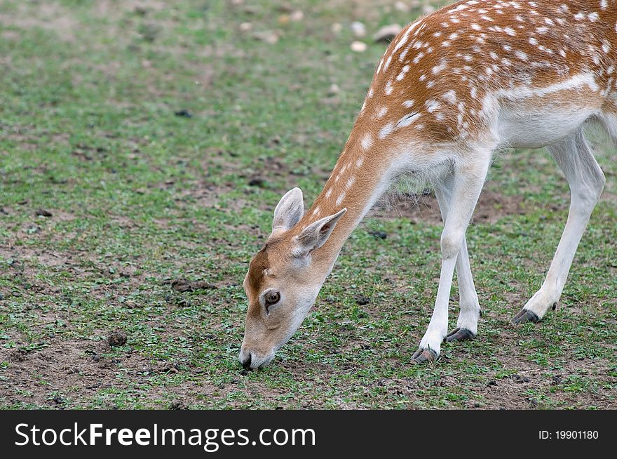 Dinner at a beautiful young animal. Dinner at a beautiful young animal